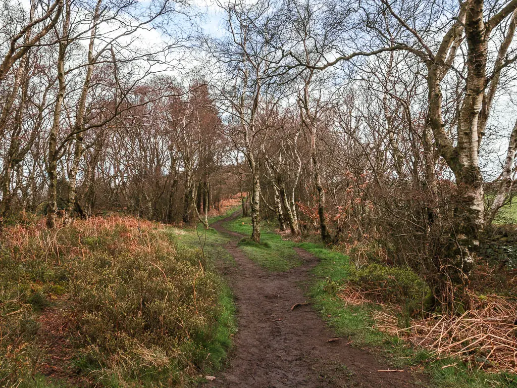 A dirt trail surround by leafless trees.