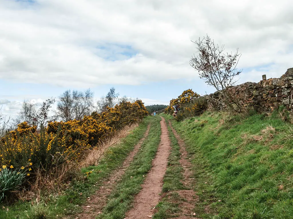 A dirt trial leading up, lined with grass banks and some gorse bushes to the left and a stone wall to the right.