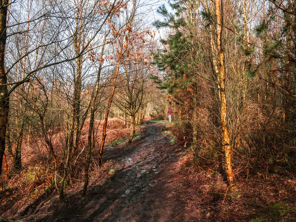 A muddy trail through the woods.