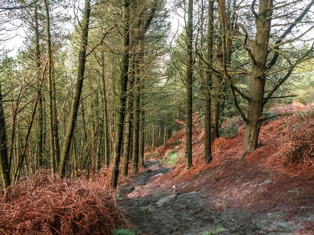 A muddy dirt trail leading downhill through the woods, on the walk away from Captain Cook's Monument.
