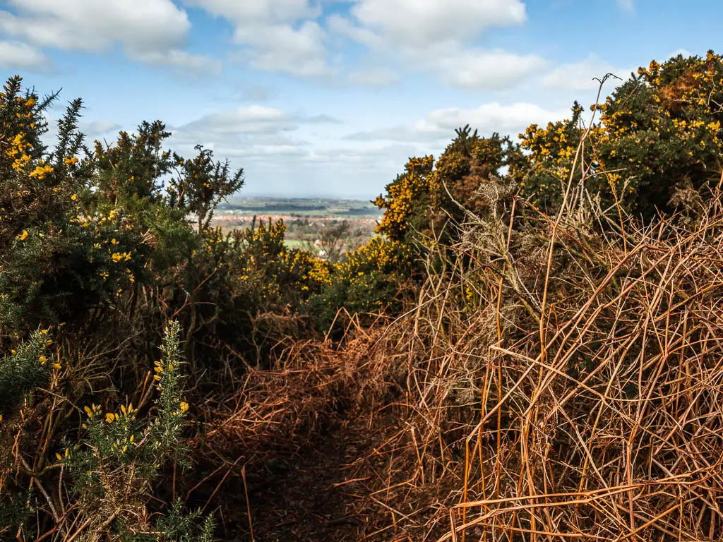 A mass of bushes blocking the trail.