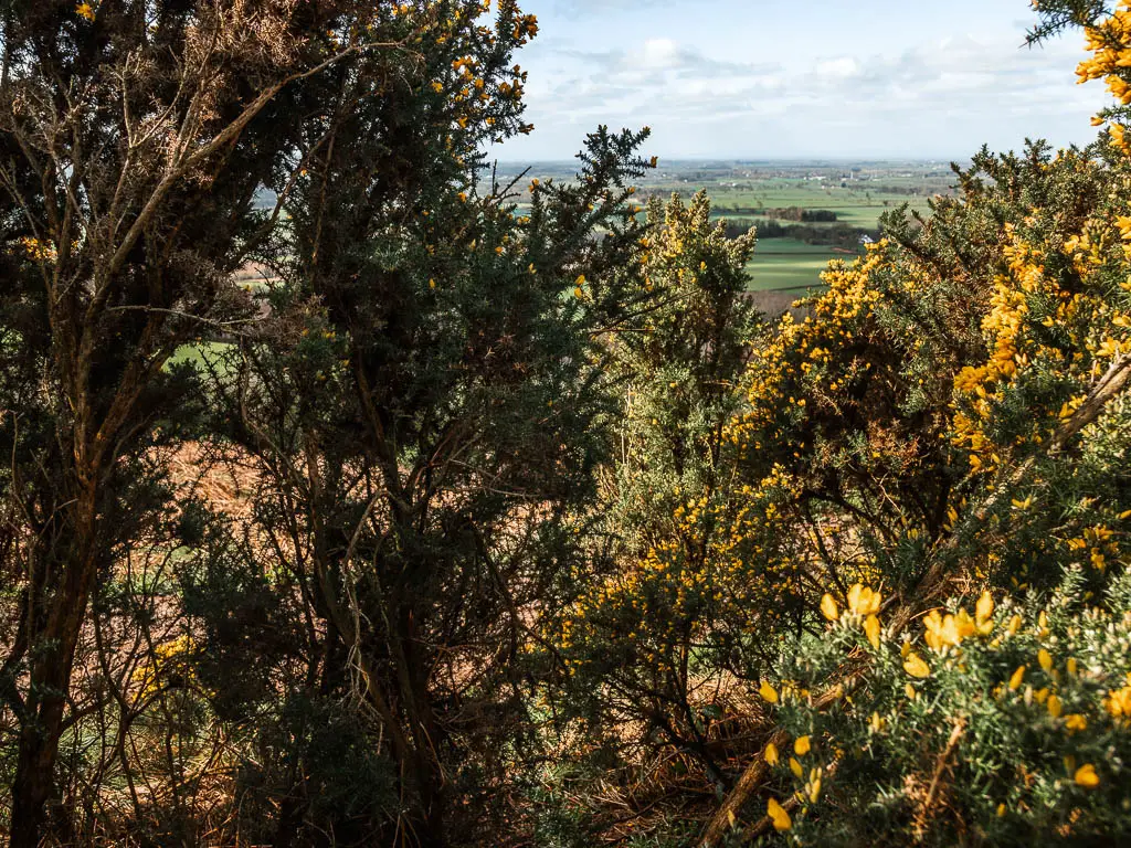 A mass of bushes with yellow flowers.