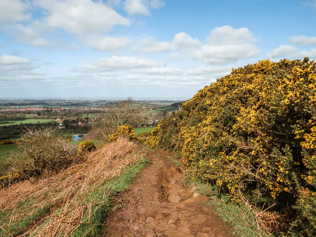 A muddy trail lined with gorse bushes with yellow flowers on the right.
