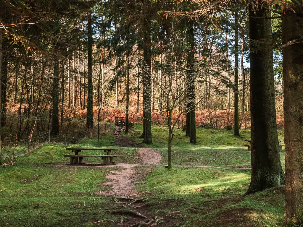 A dirt path leading through the grass under the woodland trees. There is a picnic bench next to the path.