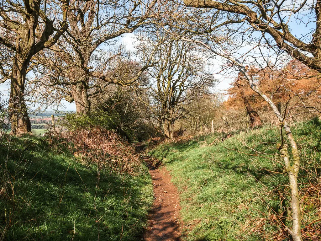 A narrow dirt trail lined with small grass hill banks, and lined with trees.