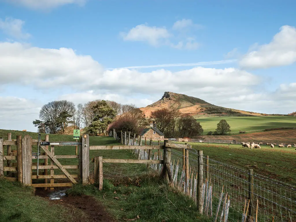 A wooden gate on the left and wire fence on the right, leading into fields, with Roseberry Topping rising up ahead in the distance, on the walk towards it.