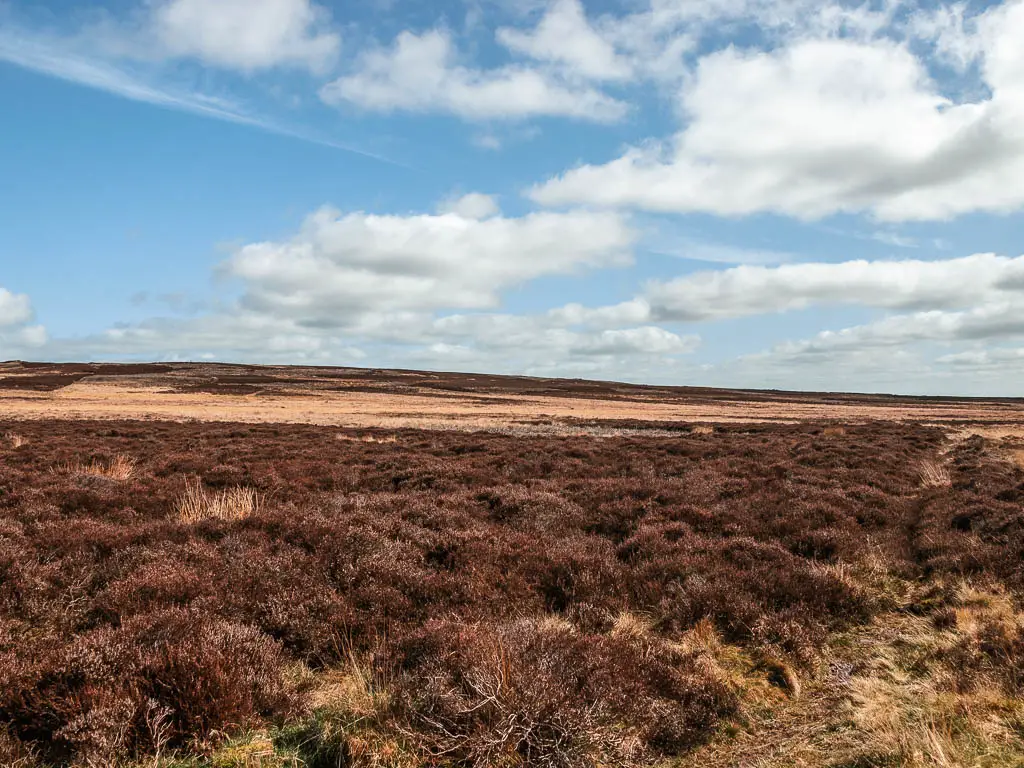 Looking across the vast expansion of brown heather as far as the ye can see.