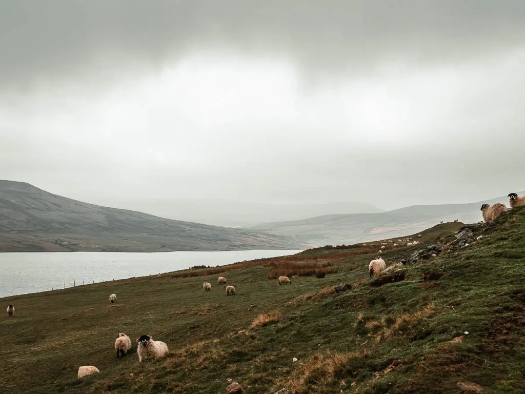 The hillside moor with lots of sheep grazing, and a view to the Scar House Reservoir, near the start of the walk. There are moor hills rising up high on the other side of the reservoir.