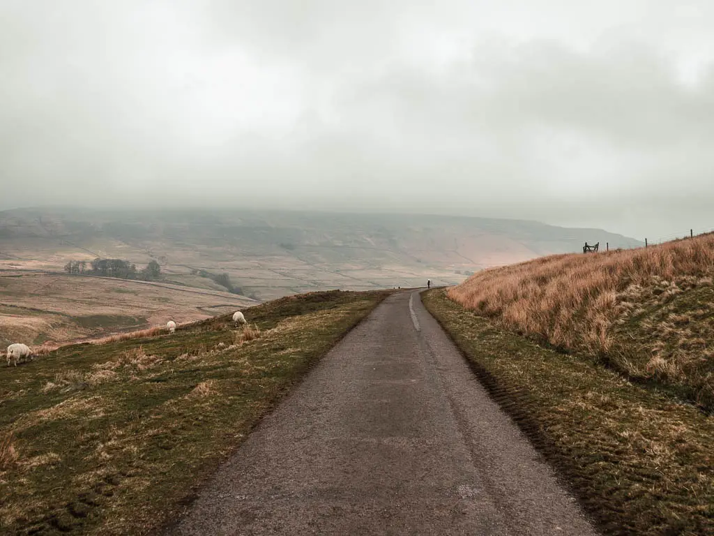 A wide well maintained path surround by grass, and a few sheep grazing on the left side.