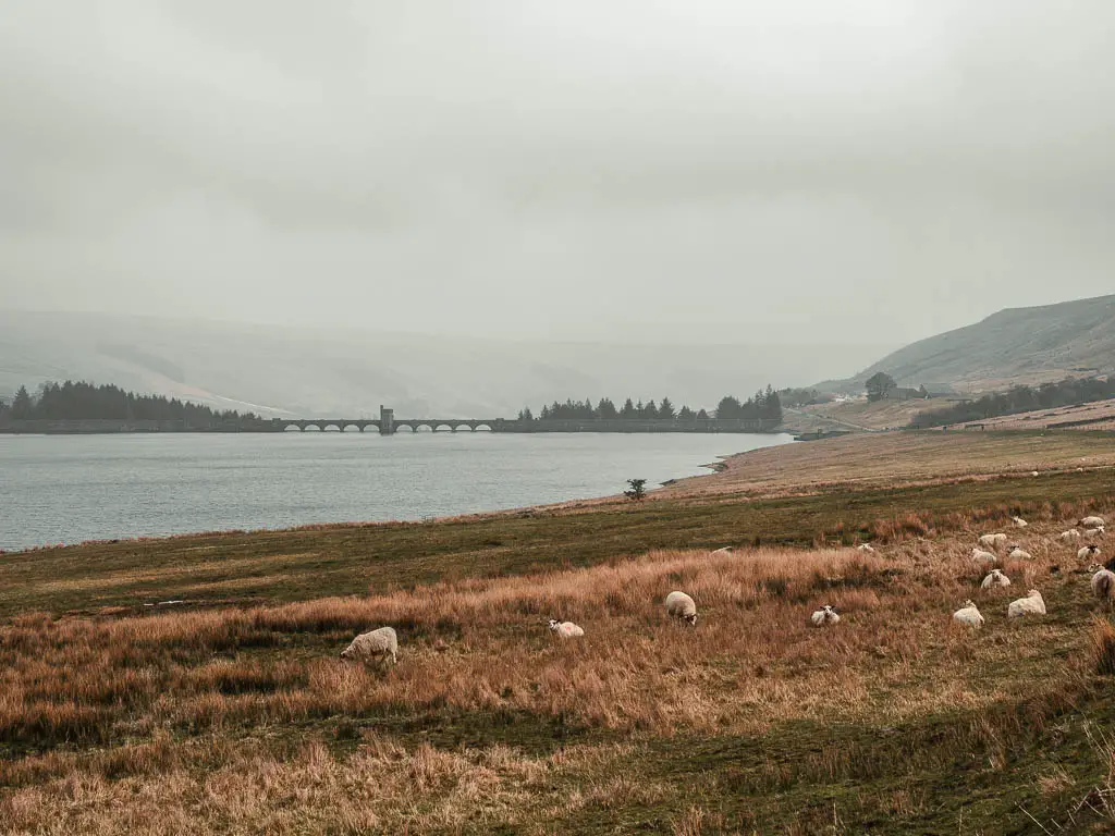 Looking towards the Scar House Reservoir across the moor with sheep grazing, near the end of the walk.