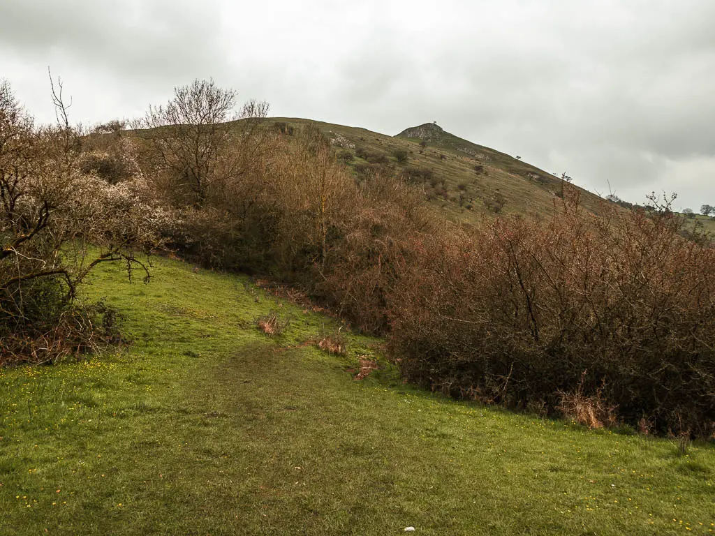 Looking down the grass hill to a mass of bushes, and a hill rising up on the other side.