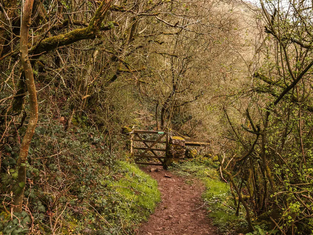 A dirt trail through the woodland, leading to a wooden gate.