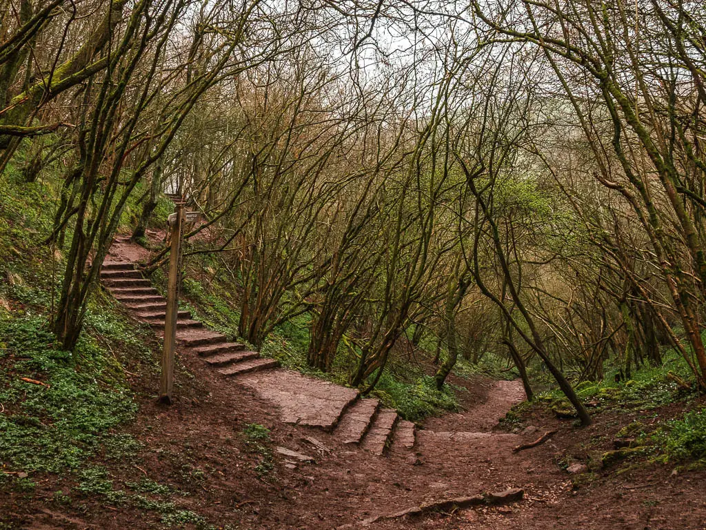 Steps leading up to the left, off the main trail through the woods.