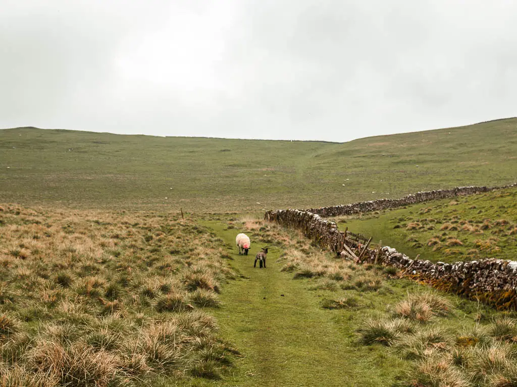 A grass trail leading uphill. There is a stone wall on the right and sheep grazing on the trail.