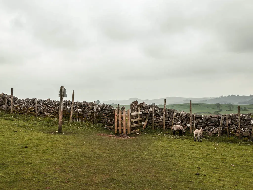 A small wooden gate in the stone wall, on the edge of the field. There are two sheep grazing on the right.