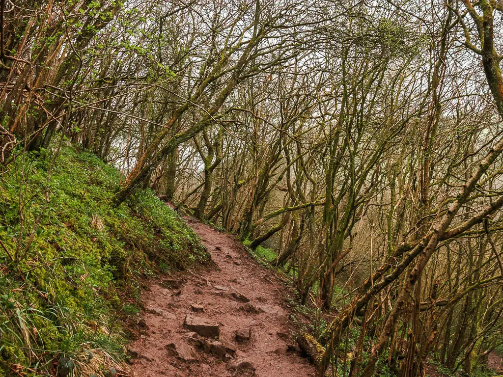 A rugged dirt trial on the straggly tree covered hill.