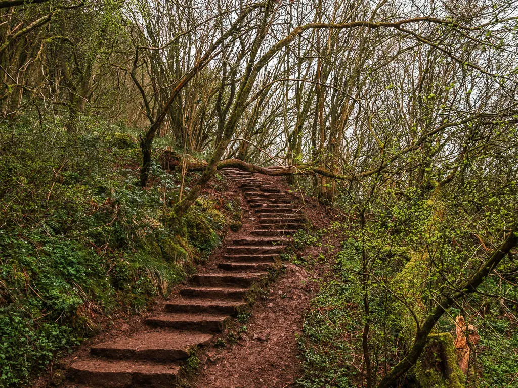 Steps in the woodland, leading uphill on the walking route up to Thor's Cave.