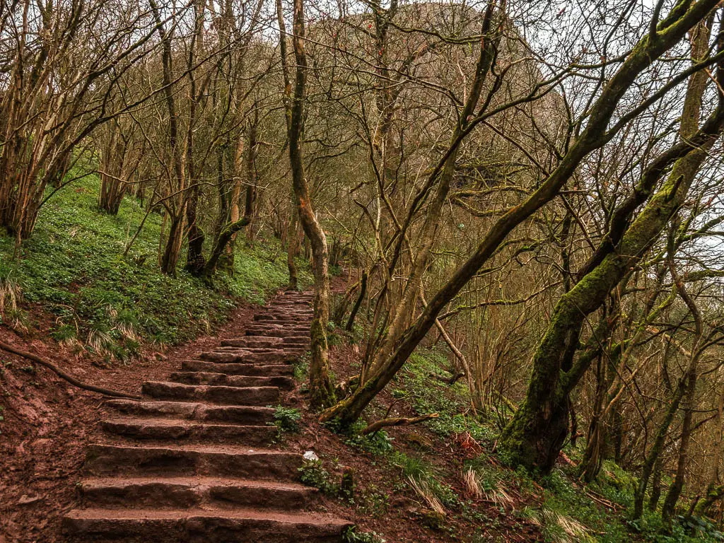 Stone steps leading uphill, through the straggly trees, on the short circular walk up to Thor's Cave.