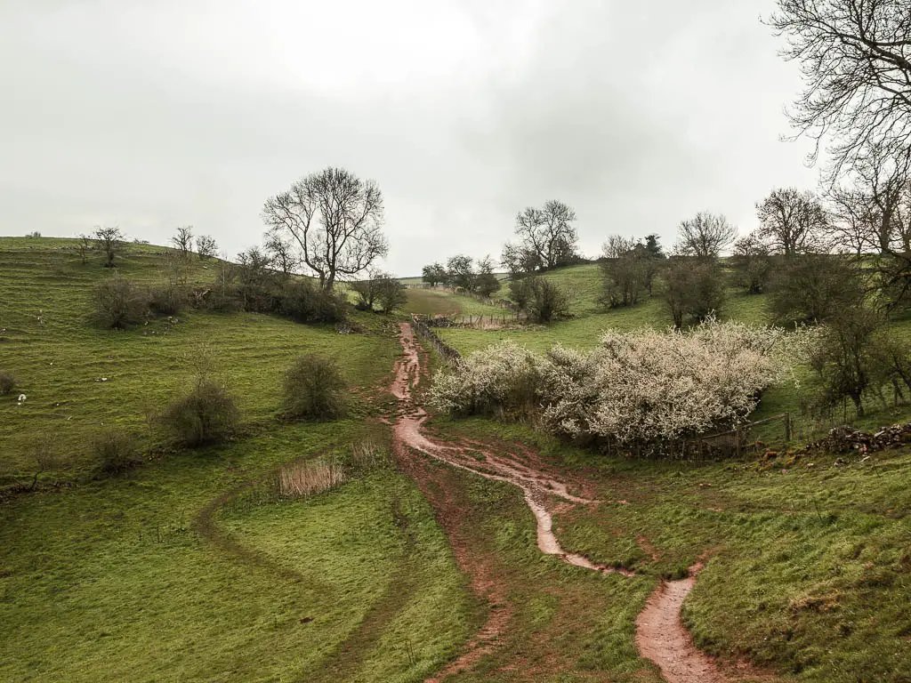 A rugged trail cutting across the undulating field, with a few bushes and cherry blossom trees dotted about.