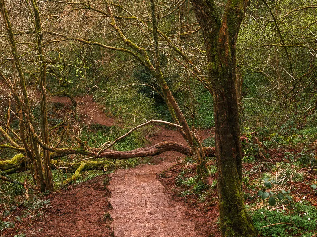 Stone steps leading downhill in the woods, with a tree fallen across them.