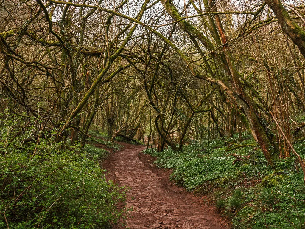 A path through the woodland of straggly leafless trees.