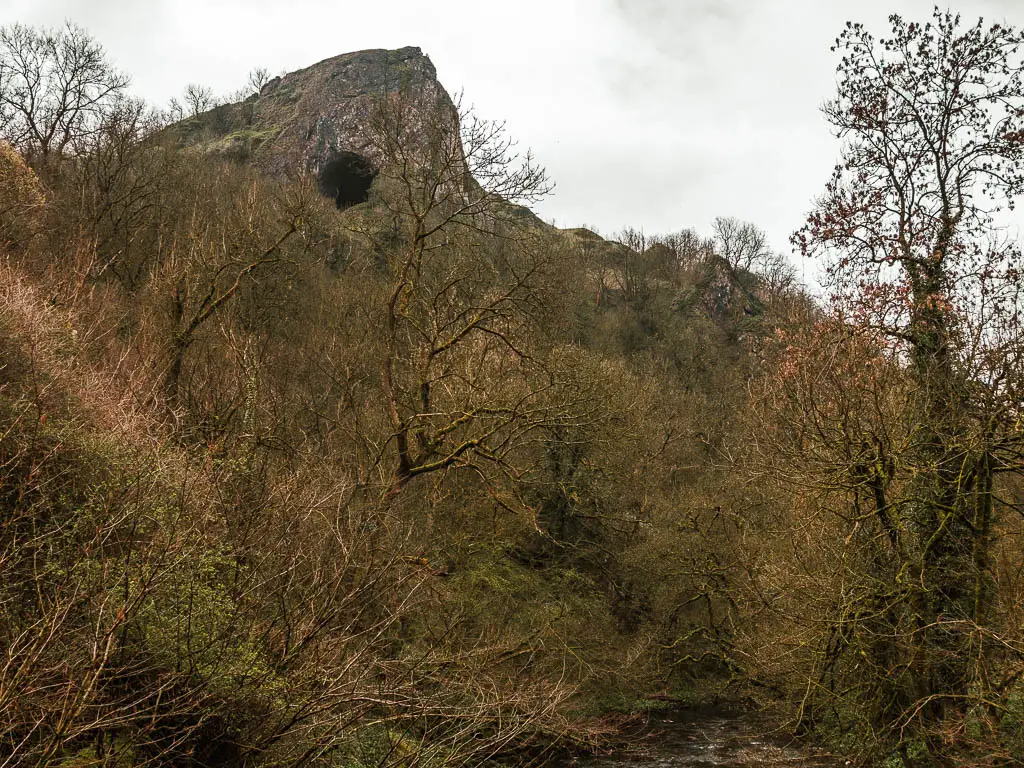 Looking up the tree covered cliff towards the black hole of Thor's Cave, partway through the circular walk.