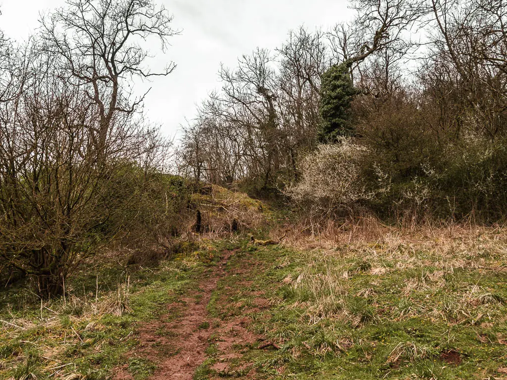 A dirt trail leading up the hill with some straggly bushes and trees up ahead.