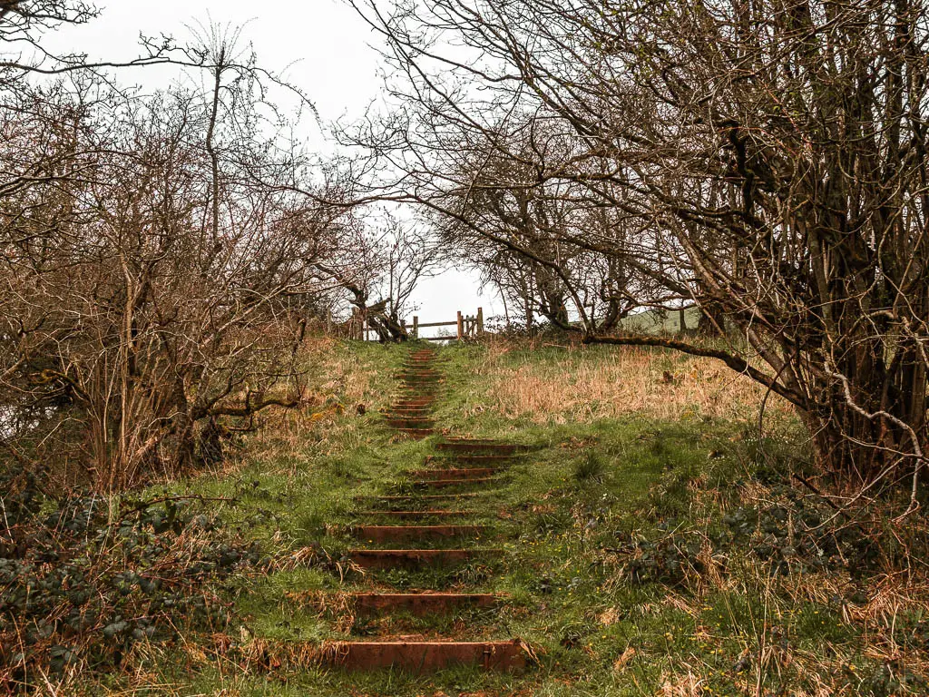 Steps leading uphill towards a gate at the top. The steps are surround by straggly leafless trees.