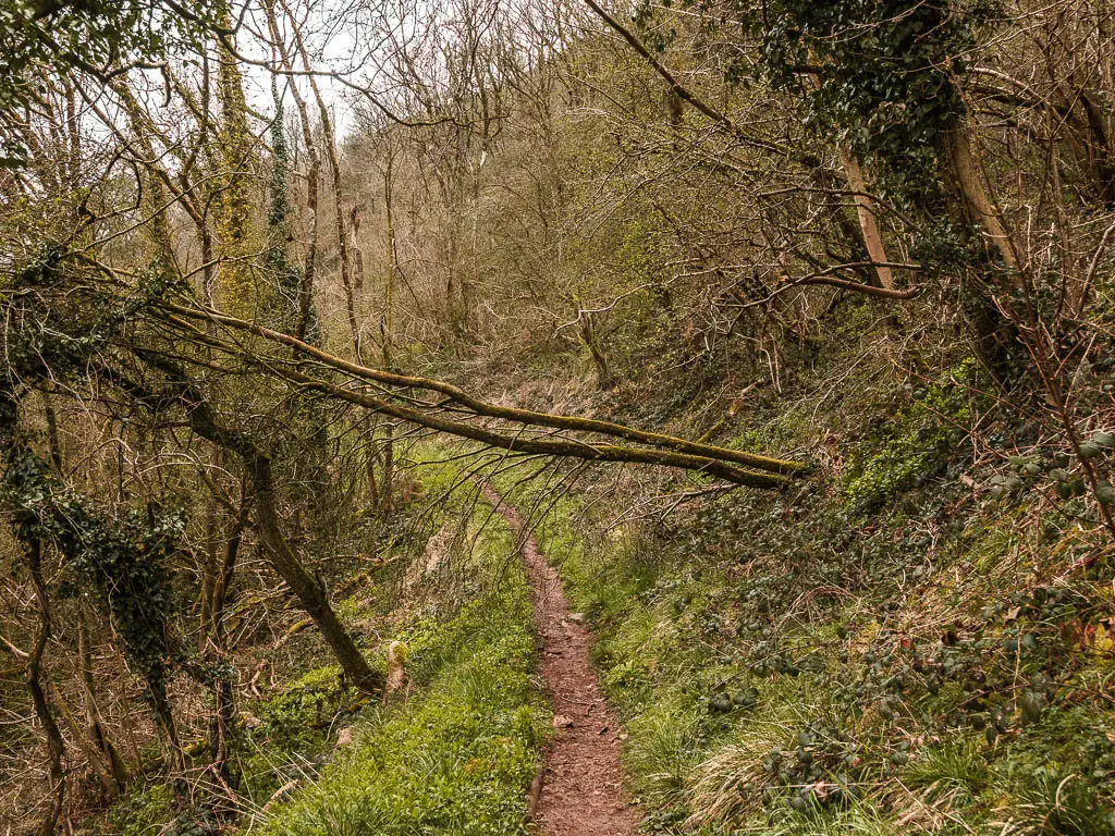 a narrow dirt trail surround by straggly leafless trees. One of the trees has fallen across the trail.