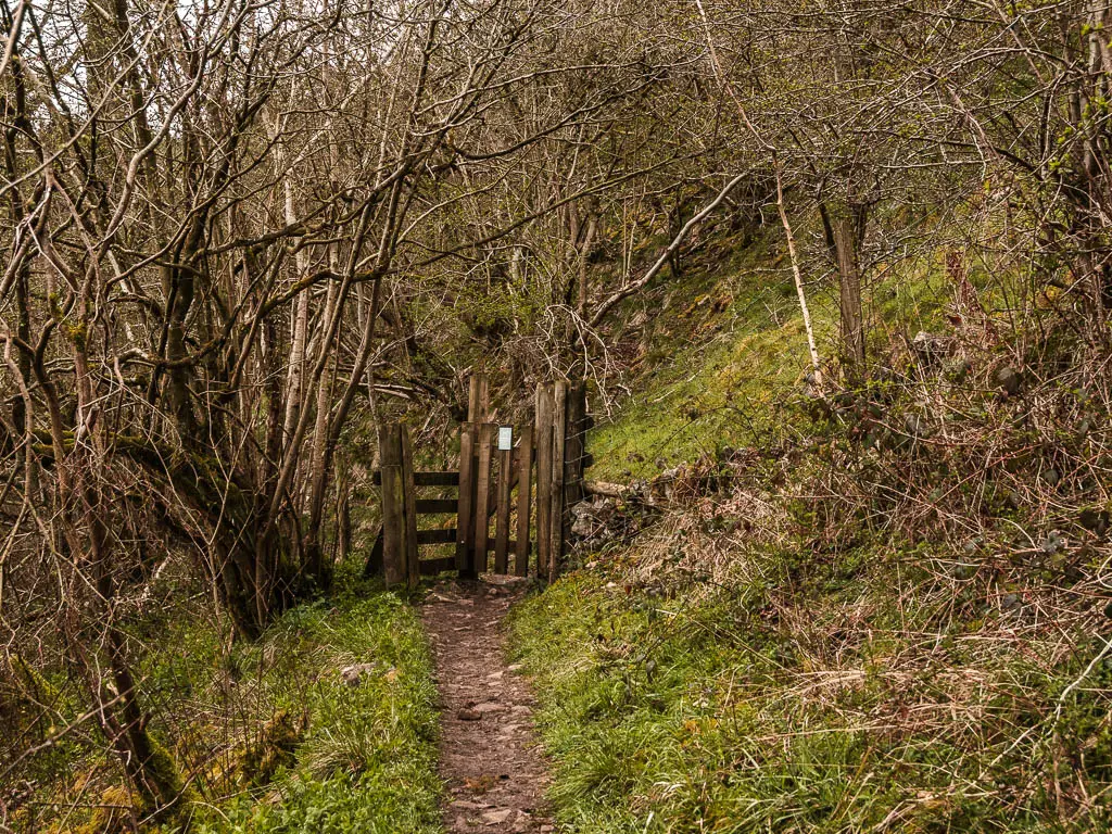 A narrow dirt trial leading to a small wooden gate, surround by leafless bushes and trees.