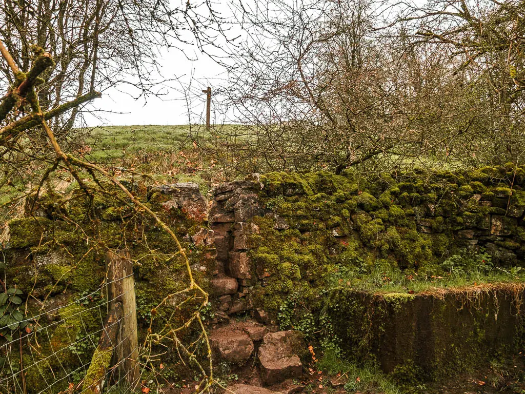 A small gap in a moss covered stone wall.