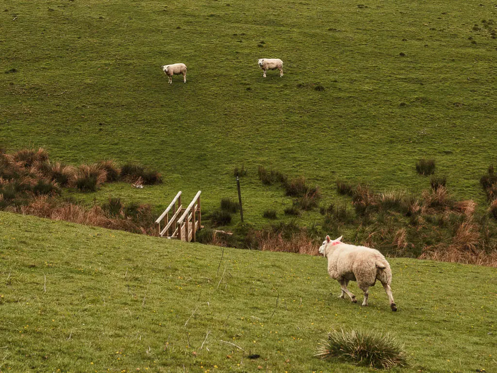 A big sheep running down the hill, with a wooden bridge at the bottom, and two sheep on the hill on the other side.