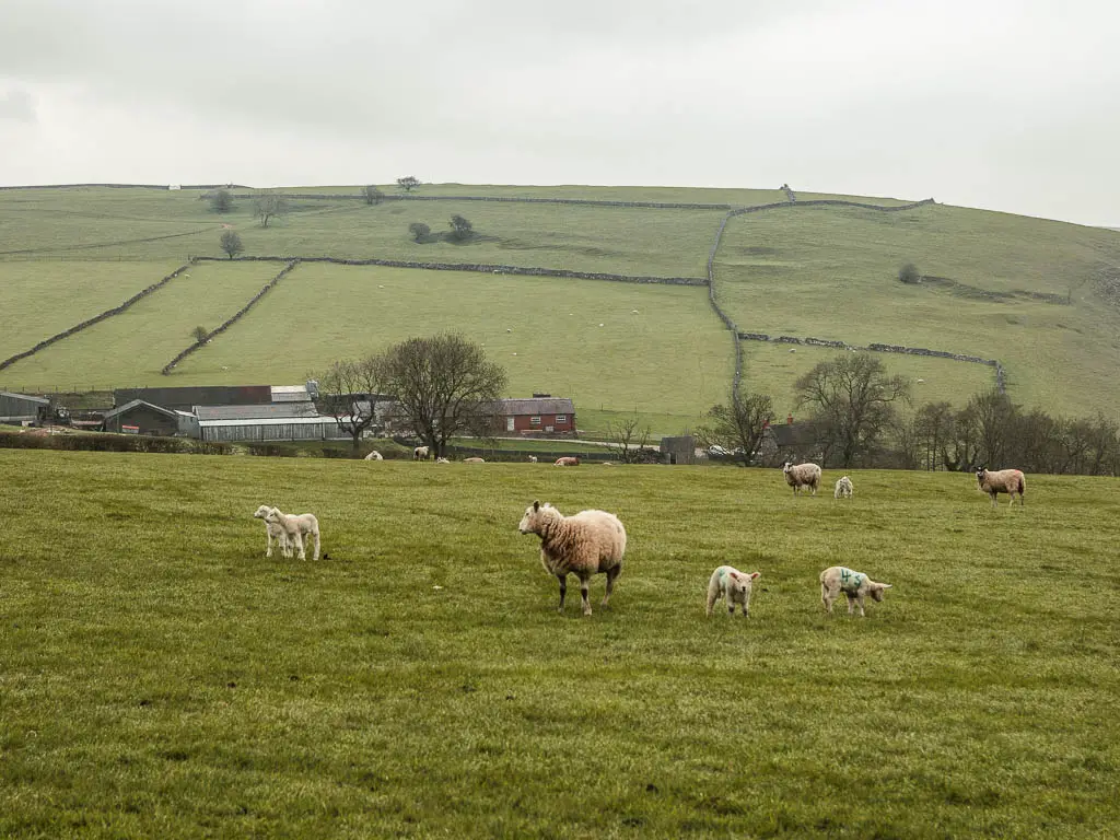 A field with some sheep and lambs grazing.