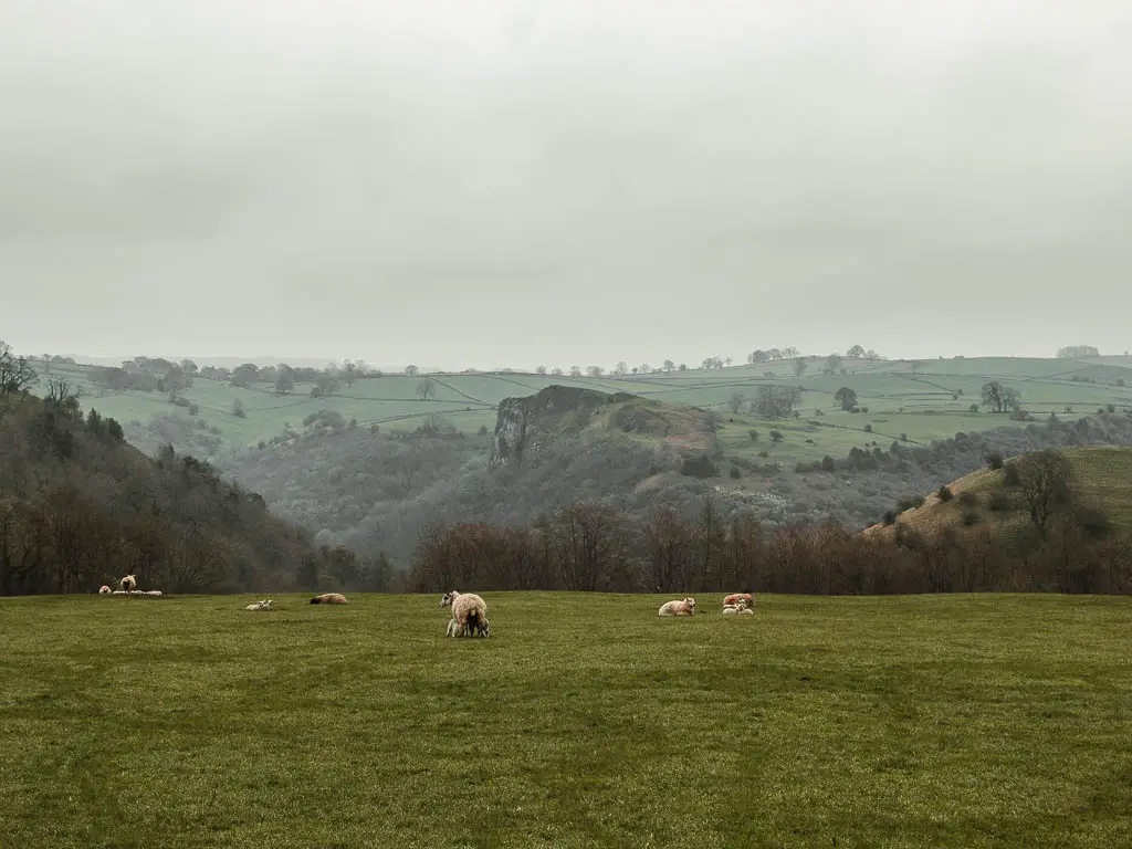 Walking through a large grass field, with a view to Thor's Cave ahead in the distance. There are a few sheep and lambs grazing in the field.