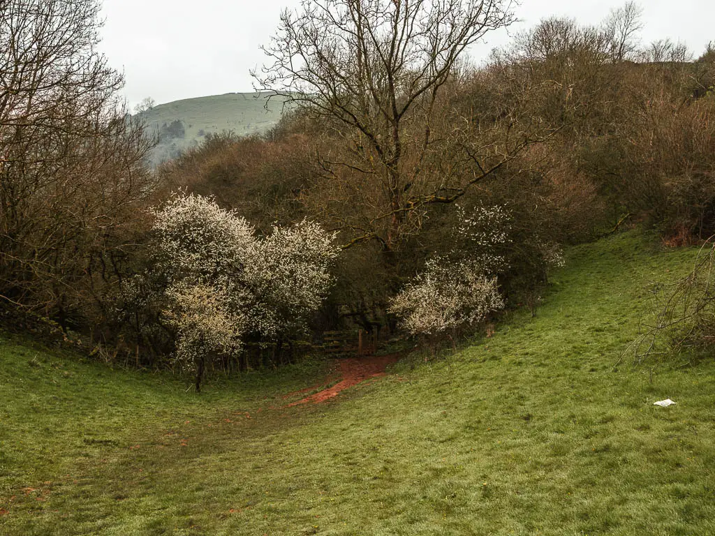 Looking down the hill to a mass of woodland at the bottom.