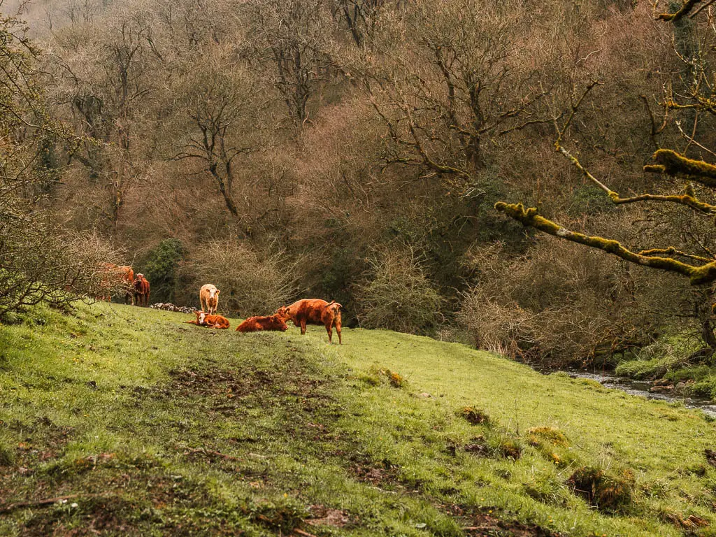 A few cows standing and lying down in the field ahead. 