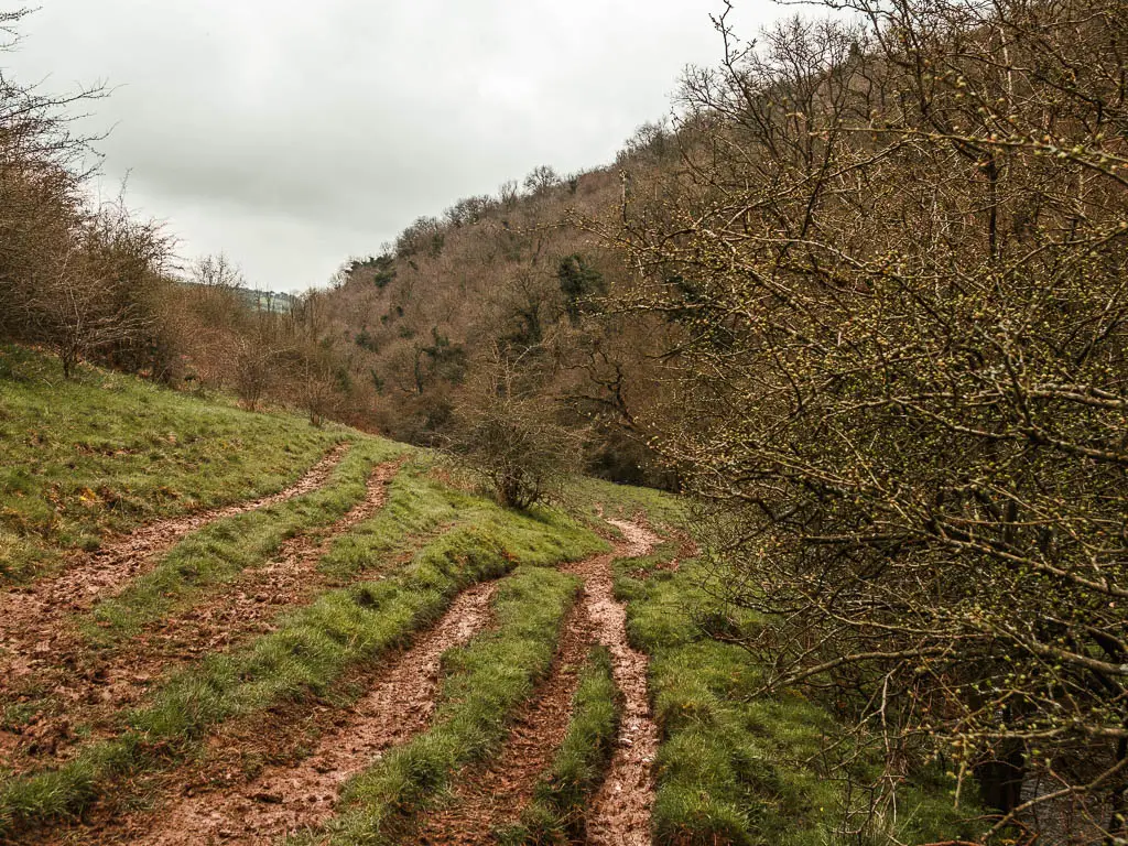 A stretch of muddy trail tracks along the side of the hill, with a mass of woodland trees up the hill to the right.