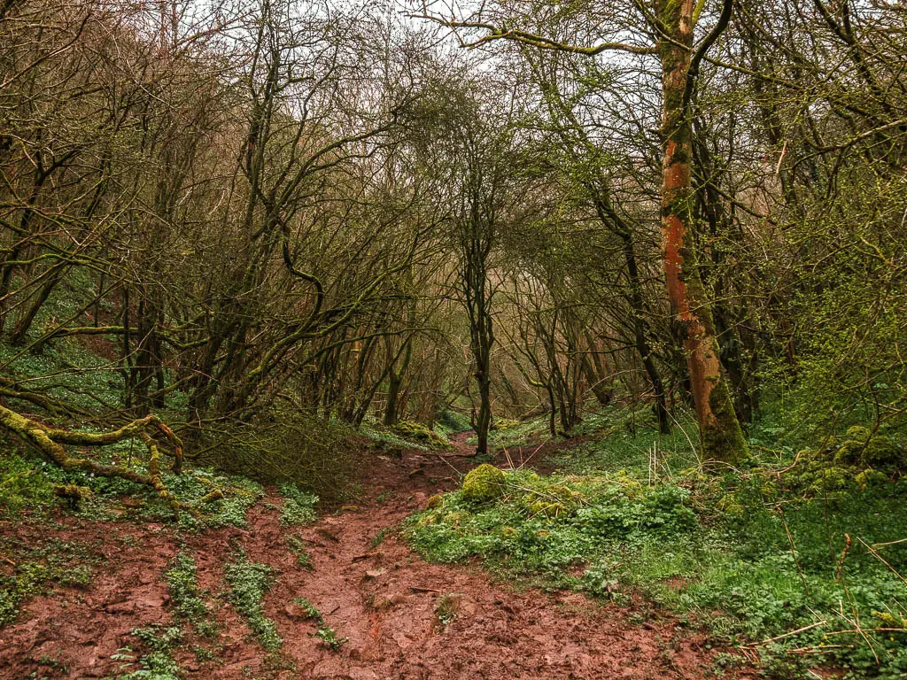 A very muddy wide trail through the woods, along the short walk to Thor's Cave.