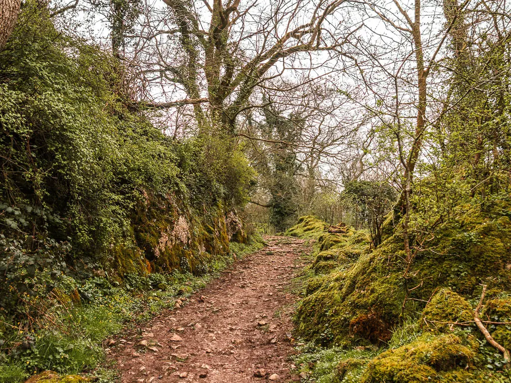 A stoney trail lined with moss and ivy covered rocks. 