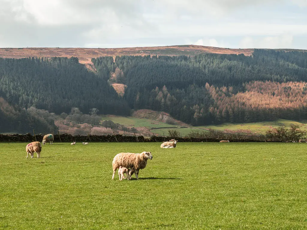 A few sheep grazing in a large green grass field. There is a lamb with one of the sheep. There is a tree covered hill in the distance. 