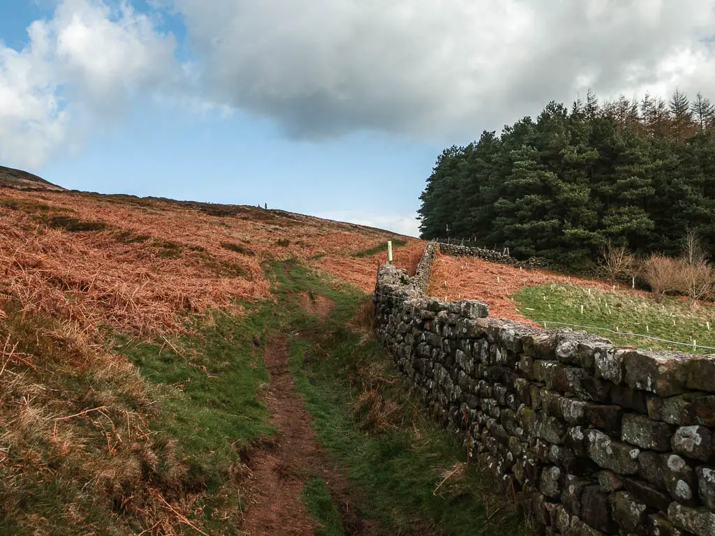 a dirt trail with a stone wall on the right and hill rising up on the left with dead orange fern.