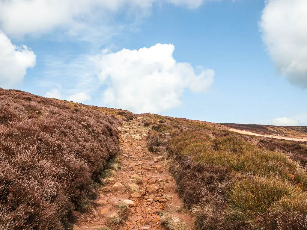 A rocky trail leading uphill surround by heather.