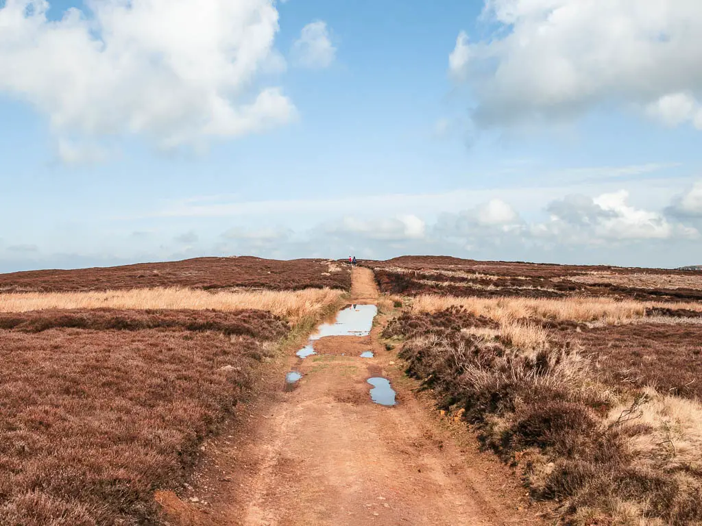 A wide dirt trail through the heather, with a few puddles in the trail.