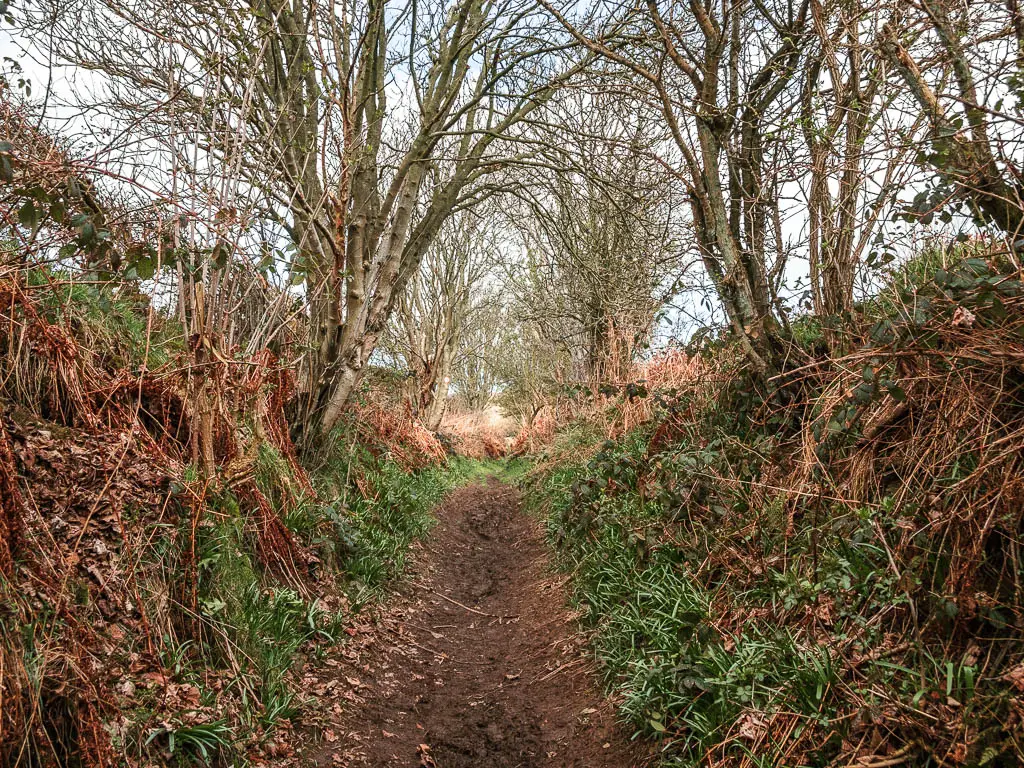 A dirt trail leading uphill lined with messy hedges and trees.