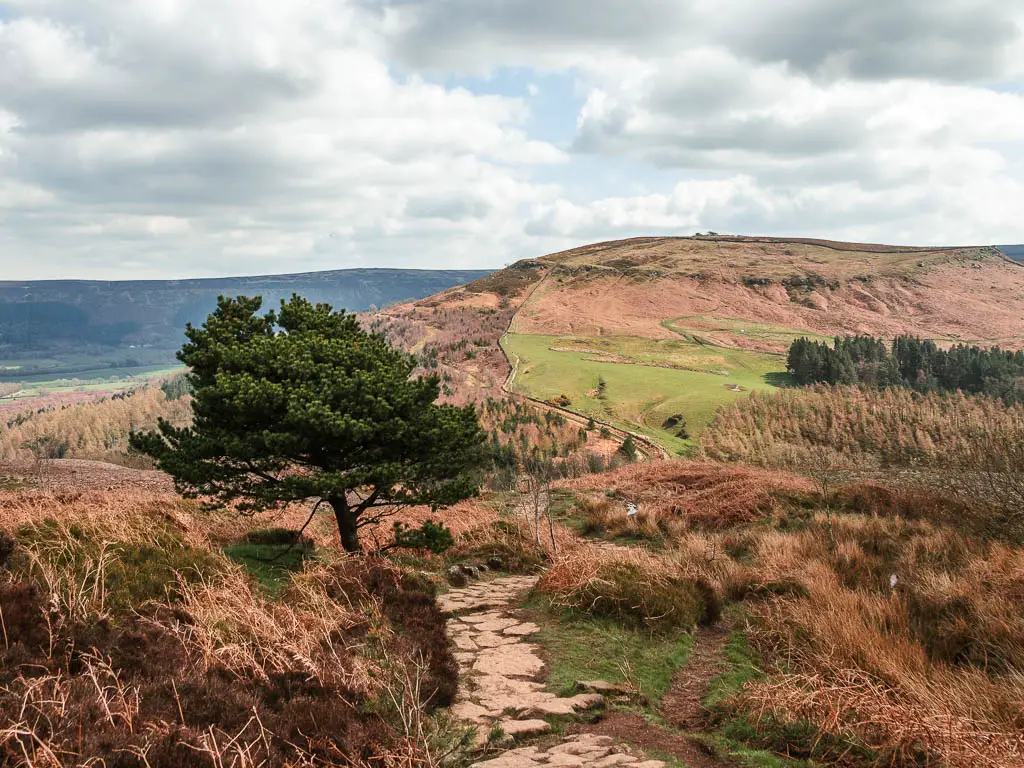 A narrow stone paved trail leading down the hill, with a tree with green leaves on the left side of the trail. The trail isn surround by over grown grass, fern and heather. There is a hill rising up in the distance. 