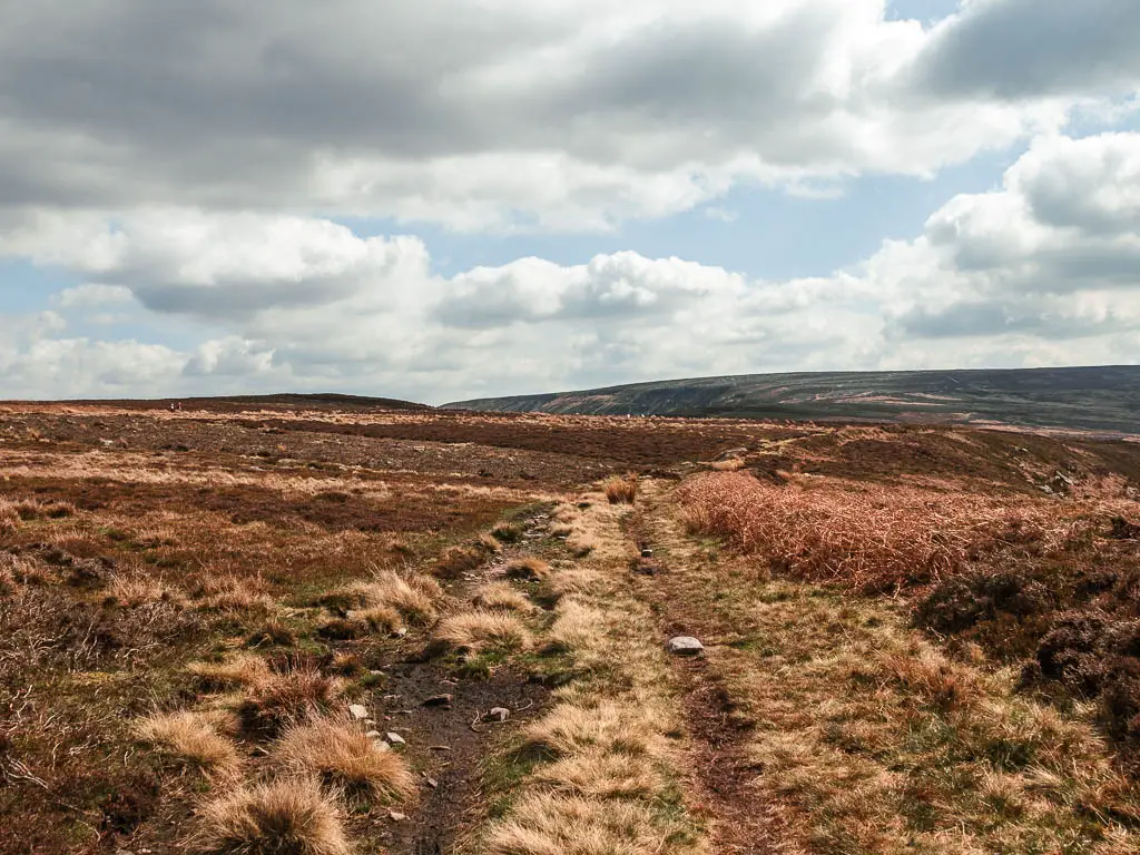 A dirt trail through the grass and surround by heather.