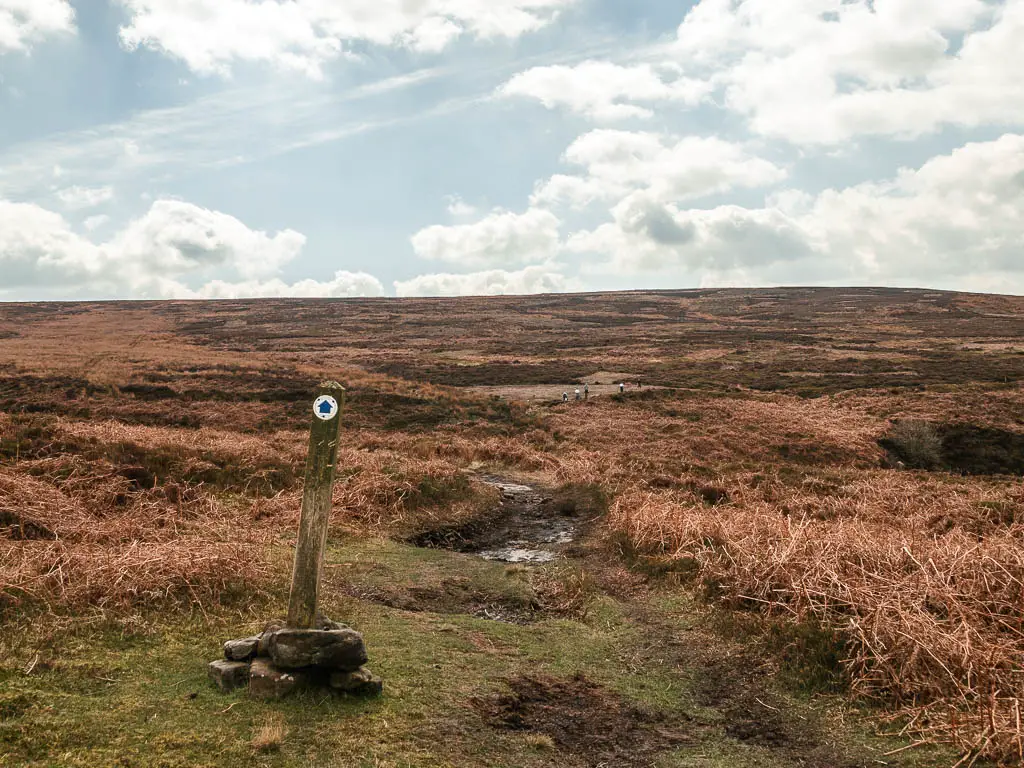 A grassy trail with a wooden trail signpost and blue arrow pointing straight ahead.