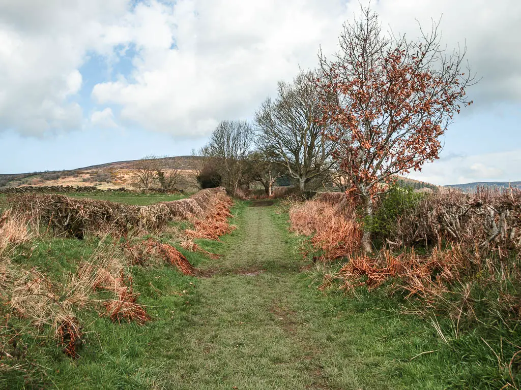 A long grass trail leading straight and up, lined with short hedges and a few trees with orange leaves on the right.