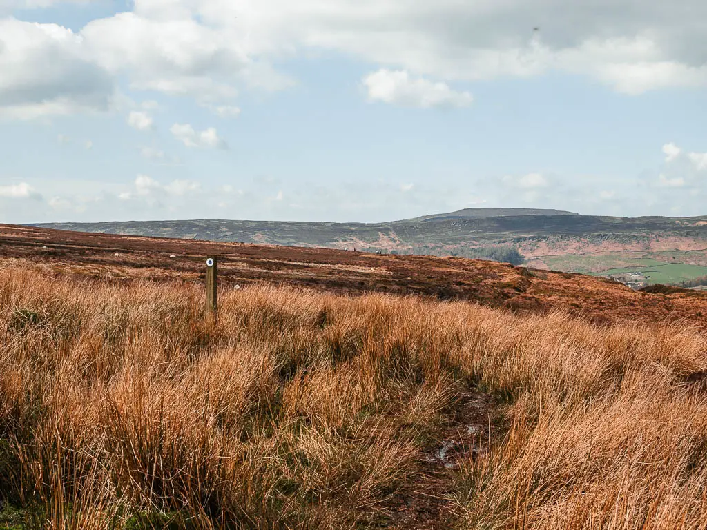 A mass of tall hay grass, and a wet dirt trial leading through it, with a wooden stump trail signpost poking up to the left.