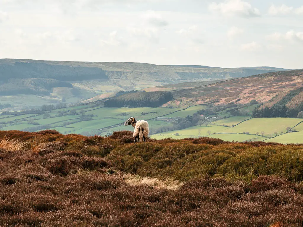 A sheep standing in the heather, with a vast view to the really and hills beyond, on the walk back from the Wainstones.